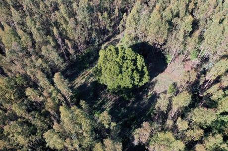 Le Chili : Greenpeace appelle le Chili à protéger les écosystèmes indigènes