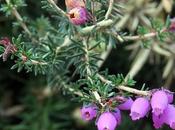 Bruyère cendrée (Erica cinerea)