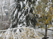 Arbres tombés dans jardin