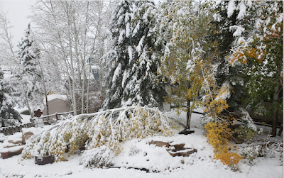 Arbres tombés dans mon jardin ...