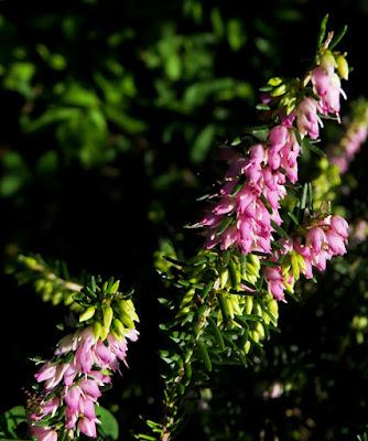 Bruyère carnée (Erica carnea)