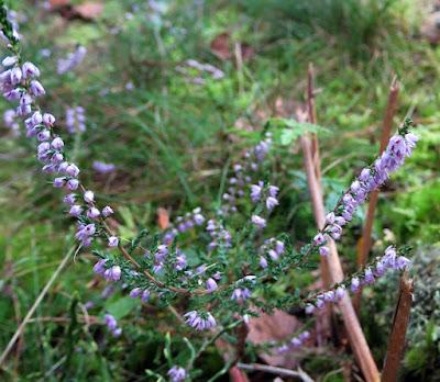 Callune (Calluna vulgaris) Callune (Calluna vulgaris)