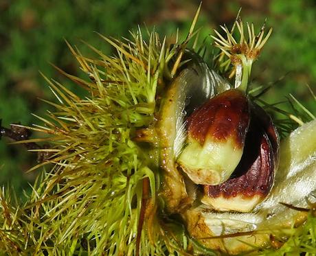 Châtaignier (Castanea sativa) Châtaignier (Castanea sativa)