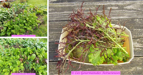 Chou braisé en sucré-salé (Vegan) Chou braisé en sucré-salé (Vegan)