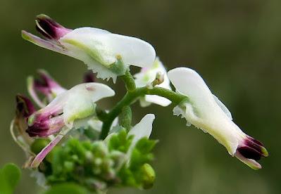 Fumeterre grimpante (Fumaria capreolata) Fumeterre grimpante (Fumaria capreolata)