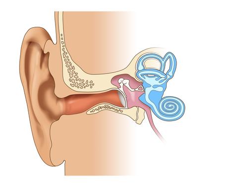 COVID-19 : Le virus gagne aussi l’oreille interne