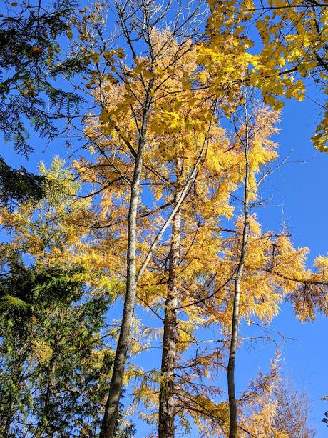 Hermann Levi's Grabstätte in Partenkirchen — 33 Fotos für eine Herbstsymphonie — Symphonie automnale pour la tombe de Hermann Levi