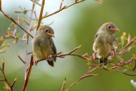 Pourquoi les oiseaux chantent 