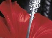 L’Hibiscus pourpre