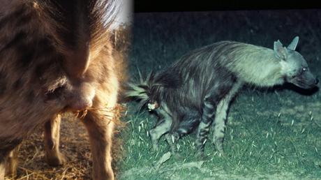 Est-ce qu'on commencerait pas cette semaine en apprenant que les hyène communiquent avec leur congénères en retournant leur anus pour déposer une sorte de 