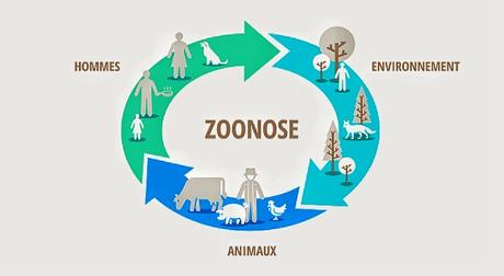 Contre les pandémies, l’écologie