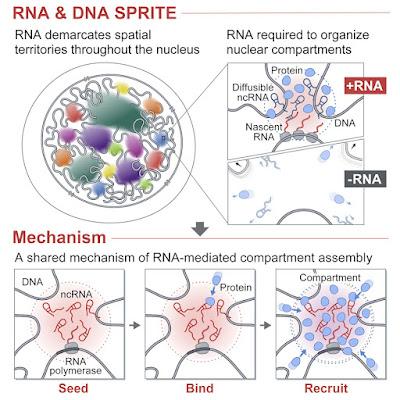#Cell #ARN #noyau #organisationspatiale L'ARN favorise la formation de compartiments spatiaux dans le noyau