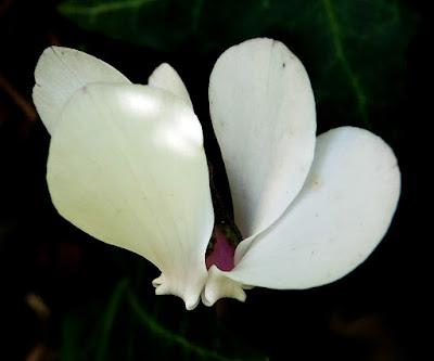 Cyclamen de Naples (Cyclamen hederifolium)