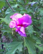 Etat chronique de poésie 339