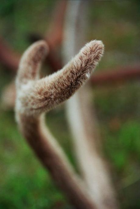 La famille Gaup : éleveurs de rennes de père en fils… La famille Gaup : éleveurs de rennes de père en fils…