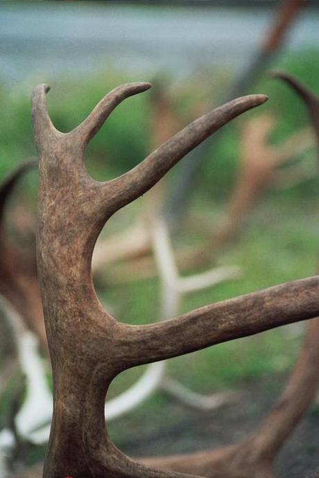 La famille Gaup : éleveurs de rennes de père en fils… La famille Gaup : éleveurs de rennes de père en fils…
