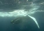 Vue sous marine d'une baleine à bosse