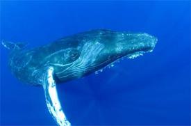 Programmation spéciale Cétacés sur National Geographic Channel