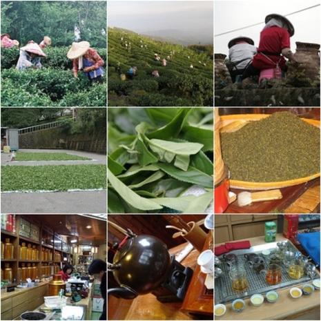 Les mille et une saveurs du thé Taiwanais