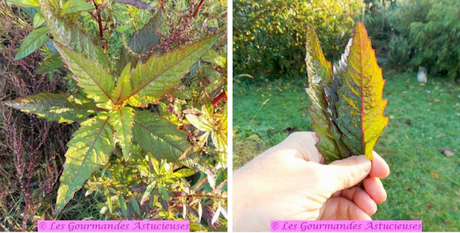 Chili sin carne à la courge (Vegan) Chili sin carne à la courge (Vegan)