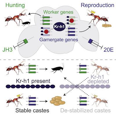 #Cell #exclusif #Kr-h1 #neurotranscriptomes Kr-h1 maintient des neurotranscriptomes spécifiques à la caste en réponse aux hormones socialement régulées