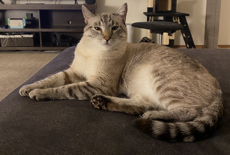 Les portraits d’animaux de Google vous permettent de trouver des sosies d’art pour votre ami à quatre pattes Les portraits d’animaux de Google vous permettent de trouver des sosies d’art pour votre ami à quatre pattes