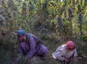 Halo pense Bungie l’herbe dans