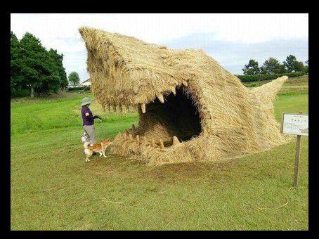 Divers  - Images insolites - 1