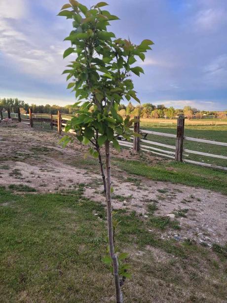 Comment créer un microclimat pour faire pousser des fruits n’importe où ! poirier zone 3