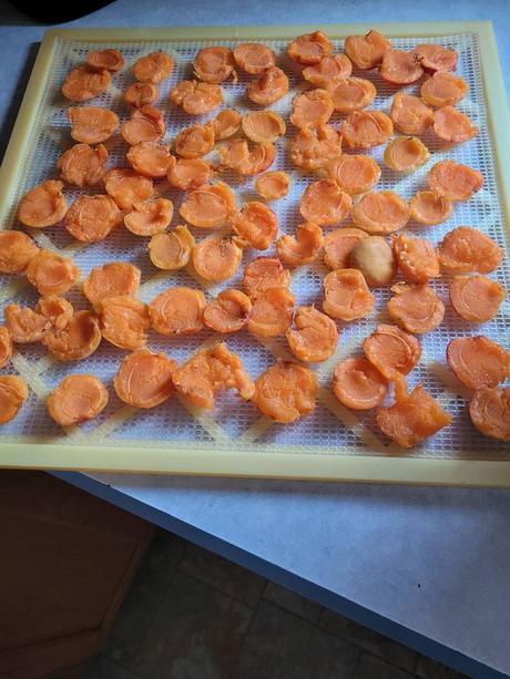 Comment déshydrater des abricots pour un encas d’été parfait ? abricots