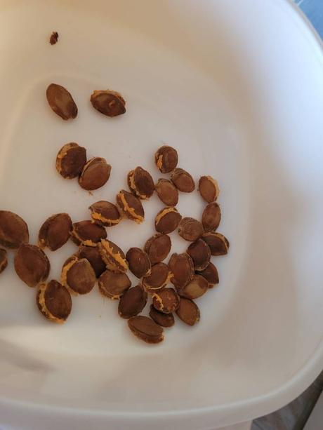 Comment déshydrater des abricots pour un encas d’été parfait ? abricots