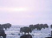 bisons Broken Heart O'BRIEN