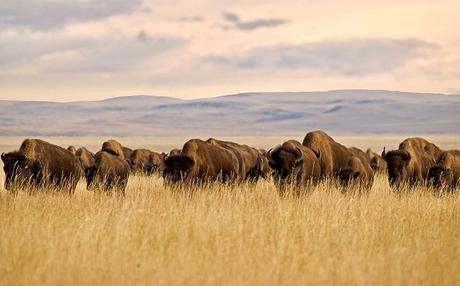 Les bisons de Broken Heart de Dan O'BRIEN