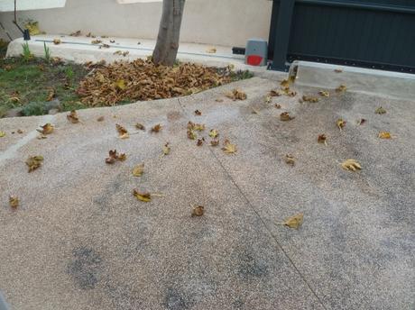 jardin,arbres,automne,feuilles,jardinage,pluie