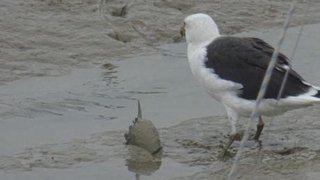 Au menu du goéland : tête de poisson du port, sauce vase Au menu du goéland : tête de poisson du port, sauce vase