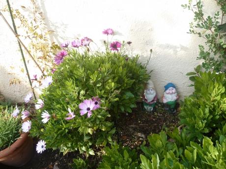 AU JARDIN CE WEEK END DU 11 NOVEMBRE P1090661 NAINS FLEURS 11 11 21.JPG