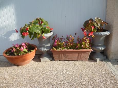 AU JARDIN CE WEEK END DU 11 NOVEMBRE P1090657 BEGONIAS 11 11 21.JPG