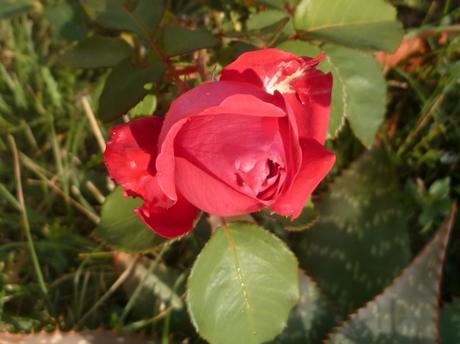 AU JARDIN CE WEEK END DU 11 NOVEMBRE P1090663 ROSE EN HAUT 11 11 21.JPG