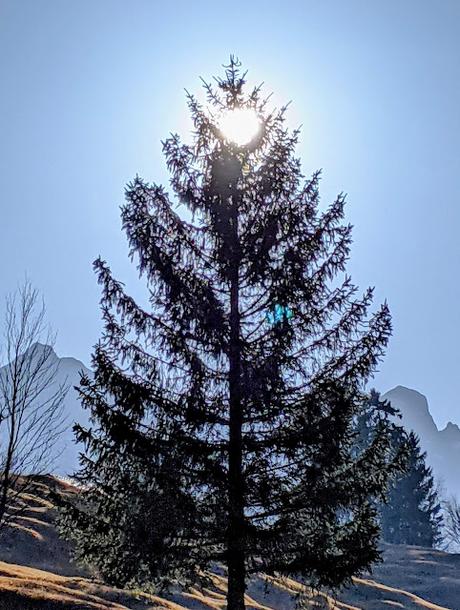 Die  Buckelwiesen bei Mittenwald — 30 Bilder /photos — Les prairies bosselées près de Mittenwald — Nov. 2021