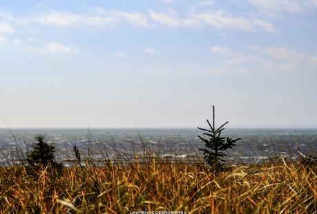 Trois versions de photos d’une petite épinette, horizons différents et HDR…