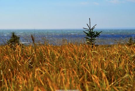 Trois versions de photos d’une petite épinette, horizons différents et HDR…