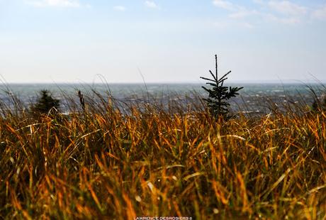 Trois versions de photos d’une petite épinette, horizons différents et HDR…