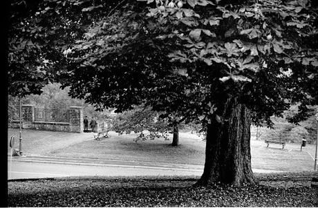 Rose bonbon friche anoblie Rose bonbon friche anoblie