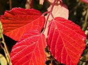 Ronce (Rubus sp.)