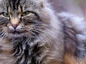 Trois autres photos chat…