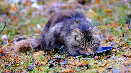 Trois autres photos de ce chat…