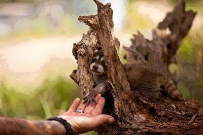 Attentif et vigilant...