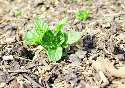 Une démarche Zéro Déchet au jardin Une démarche Zéro Déchet au jardin