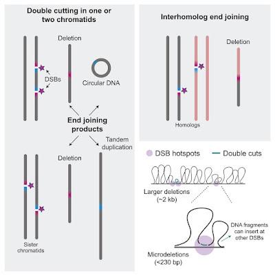 #Cell #souris #lignéegerminale #mutation #recombinaison Délétions et duplications de novo aux points chauds de recombinaison dans les lignées germinales de souris