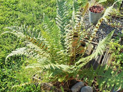 Au jardin, on recycle au maximum ! Au jardin, on recycle au maximum !